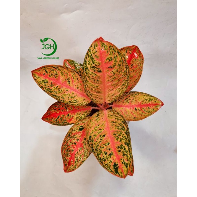 Tanaman Aglaonema Kendedes