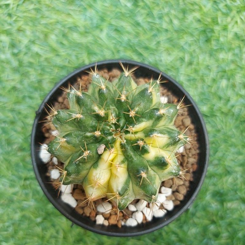 Gymno Miha Marble