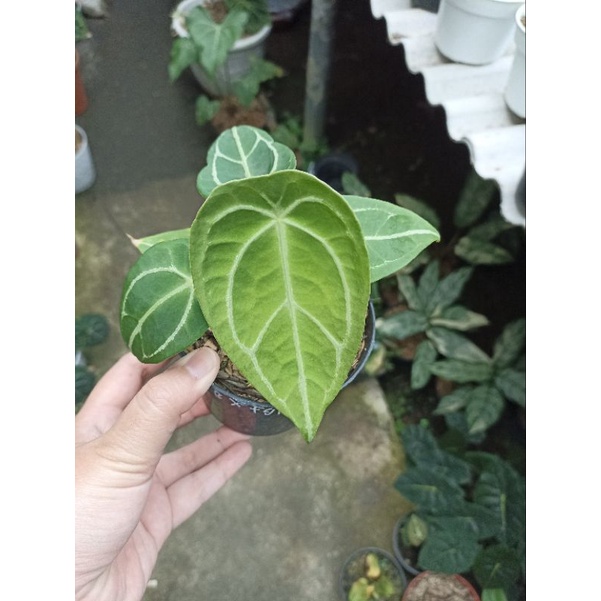 Anthurium Kuping Gajah Forgetii x Silver Blush