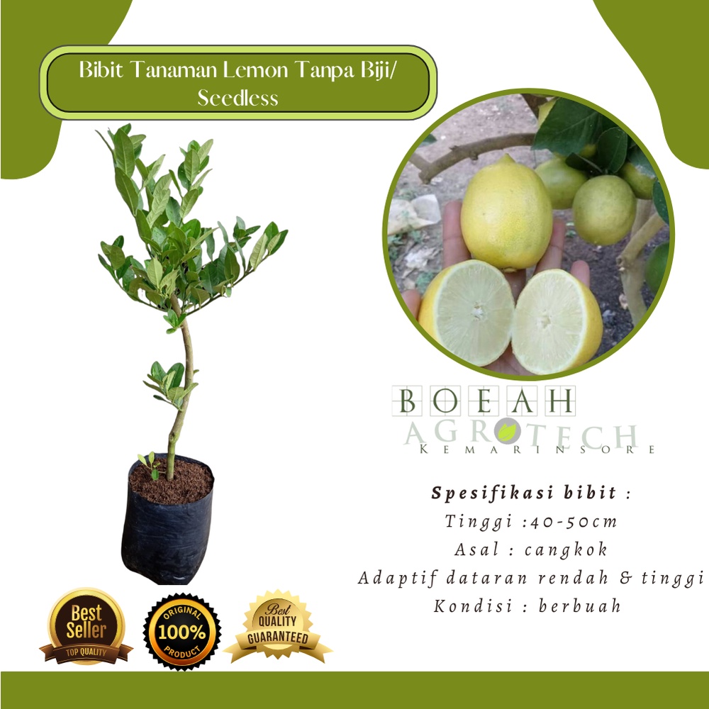 Bibit Tanaman Buah Jeruk Lemon Seedles/Tanaman Jeruk Lemon Tanpa Biji(Seedless)