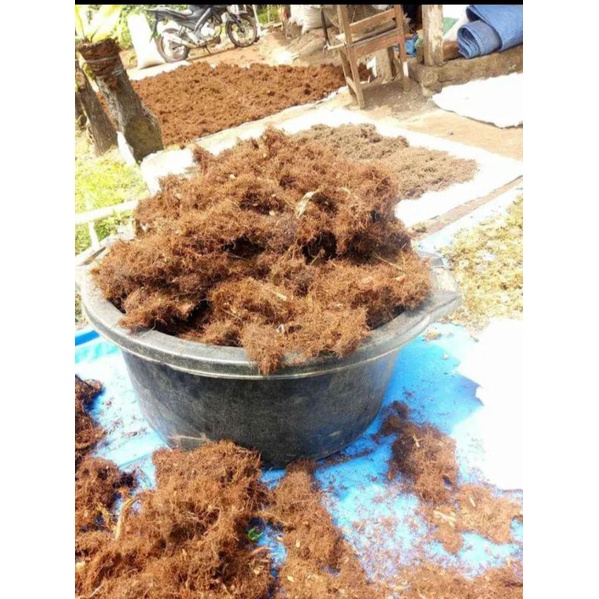 mos hitam kadaka bahan media cangkok media angrek media tanam angrek