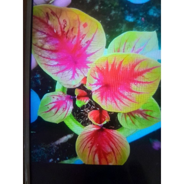 Tanaman caladium Thailand jaturathep remaja