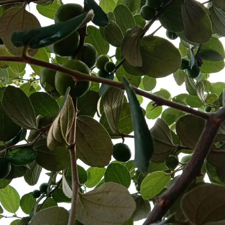 

[New]-Q86E♥ buah bidara arab asli fresh langsung di petik isi 35 buah viral