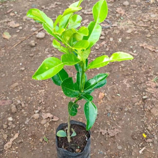 joss Bibit Pohon Buah Jeruk Purut - Tanaman Daun Jeruk Purut viral