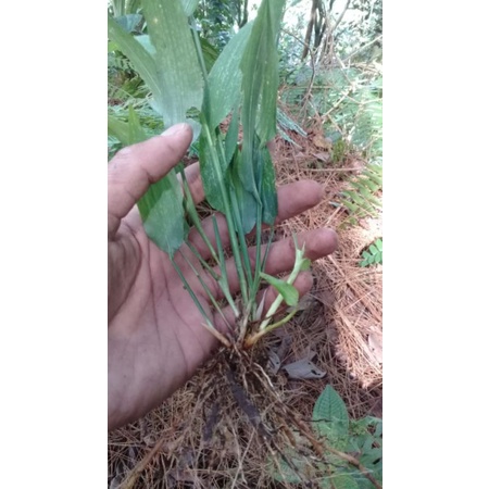 

Lophatherum grasile/rumput bambu segar 500 gram