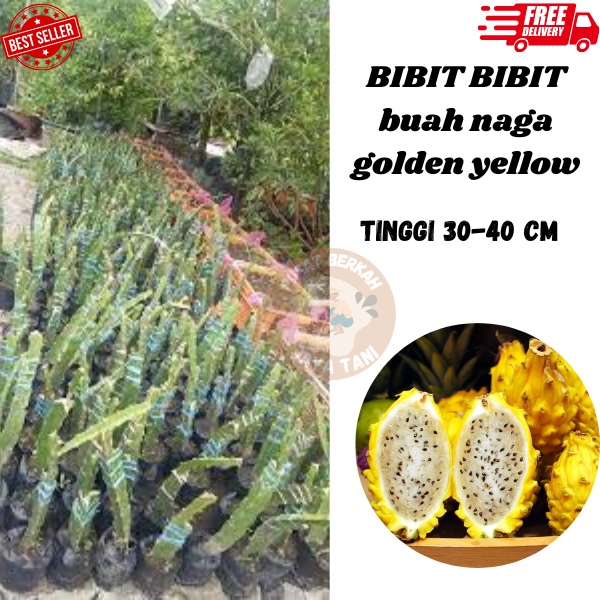 Jual Harga Fantastis Jual Bibit Buah Naga Golden Yellow Pohon Buah Naga Kecil Pohon Buah Naga