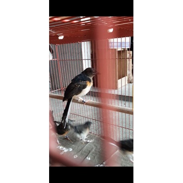 trotol murai batu rink APBN jamin jantan