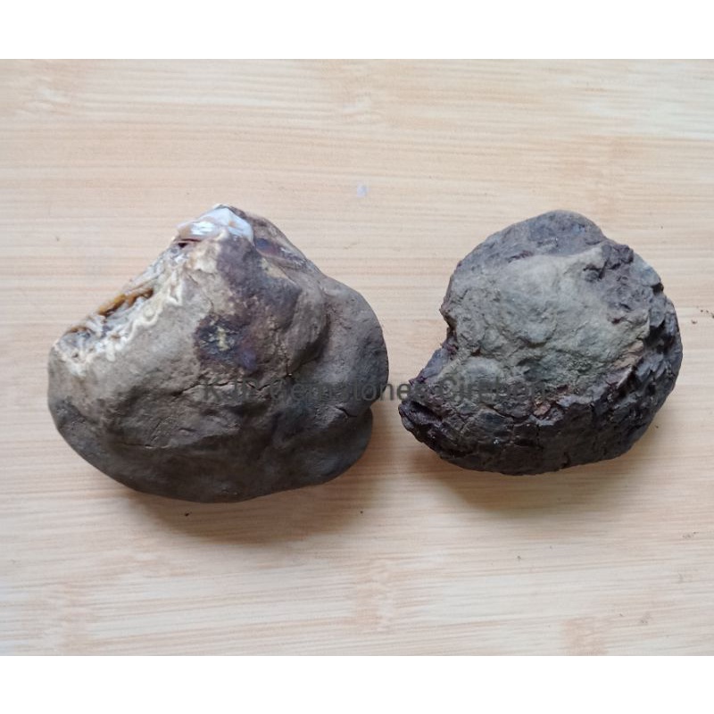 Batu Kijing Bungkem Jumbo