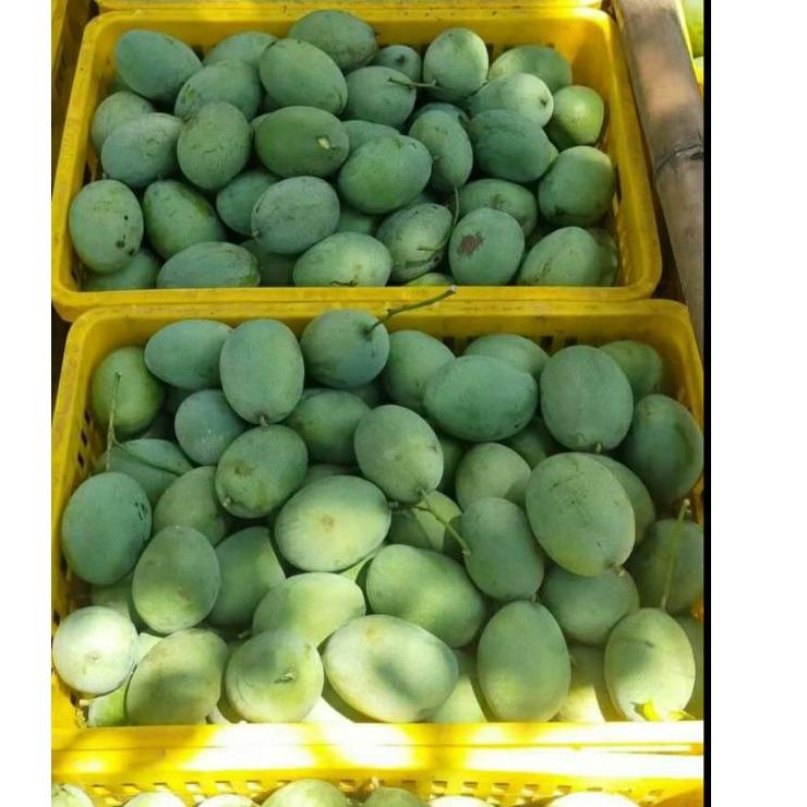 

ク Mangga harum manis khas situbondo 1 kg isi (3-4) ☂