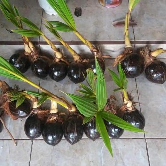 Bonsai Kelapa Bibit Bonsai kelapa Gading Kelapa bonsai