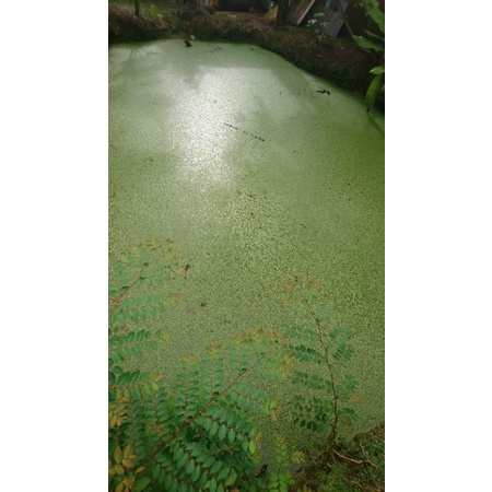 

daun mata lele /lemna minor