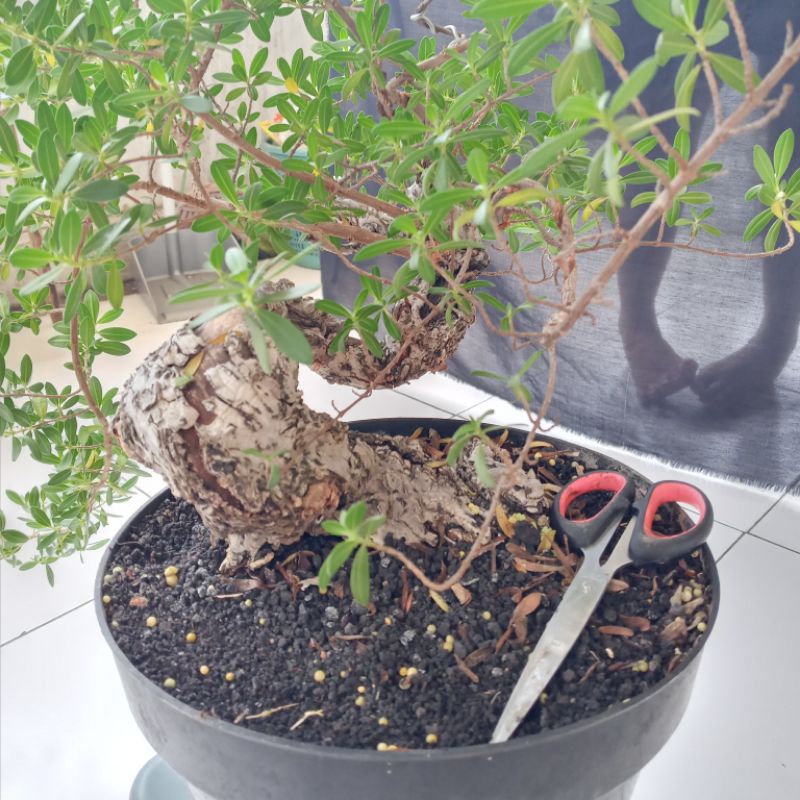 Bahan Bonsai Santigi Karang Sulawesi Tual