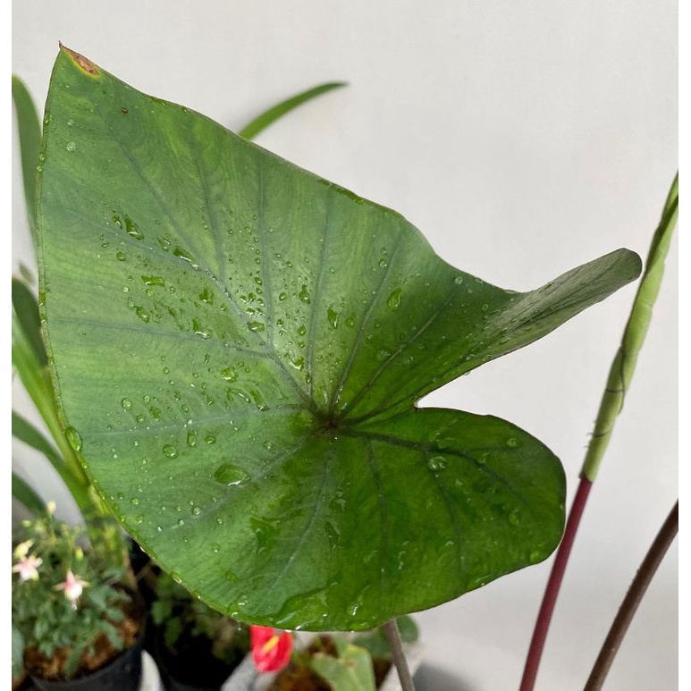 Tanaman hias Colocasia tea cup