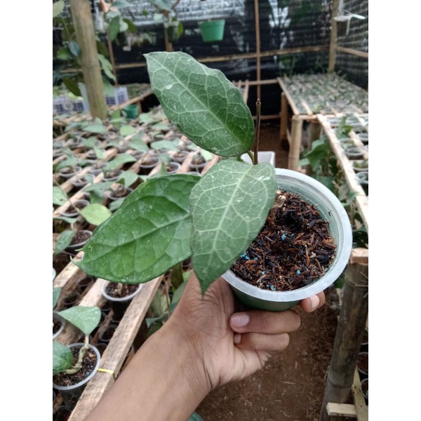 Hoya verticillata sp Lampung