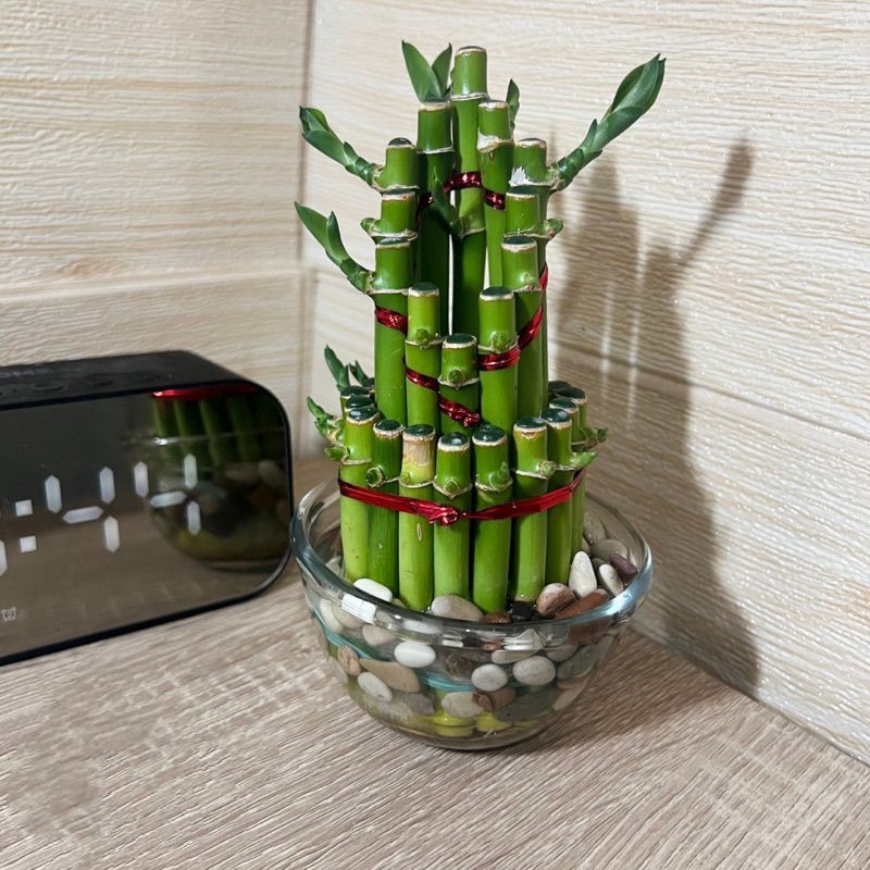 Tanaman Hias Bambu Hoki / Tanaman Bambu China / Bunga Bambu air / Pohon Bambu air