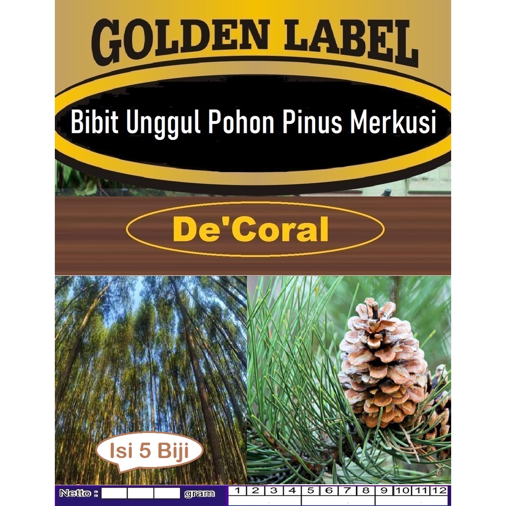 Bibit Unggul Pohon Pinus Merkusi | Biji Benih Pohon Pinus Merkusi