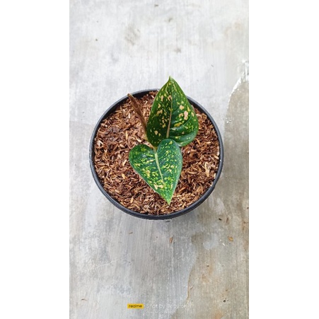 aglaonema Ruby comfakta