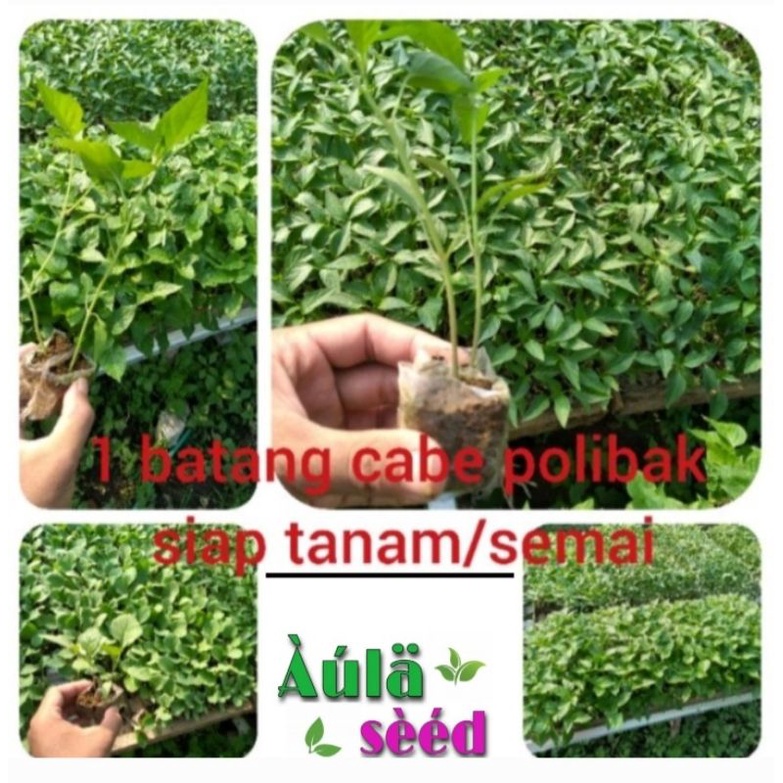 1 batang cabe setan cabe merah besar terong mustang