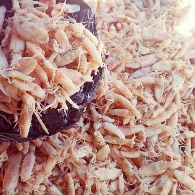 

↼ Baby cumi mini 1cm-3cm ❦