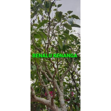 

BENALU KENANGA KERING HIJAU 1000 GRAM (PREMIUM QUALITY)