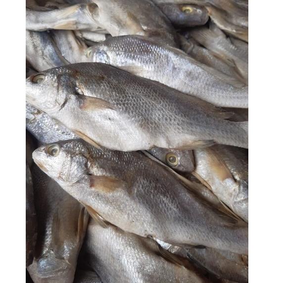 

(Q-J5J-㊚) Ikan Asin Sileman 500 gr viral