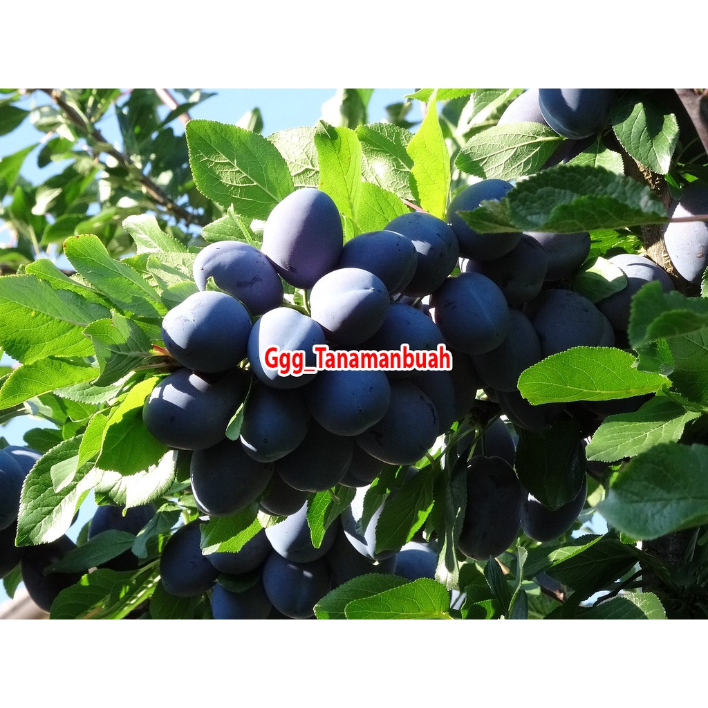 Bibit Buah Plum Beach Hitam Super