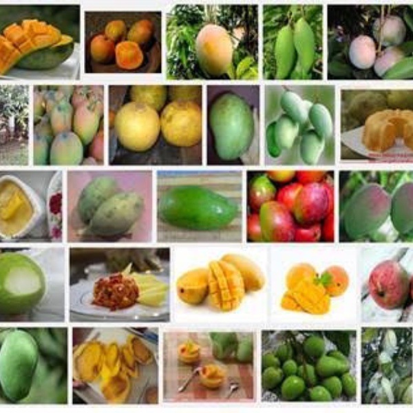 pupuk buah mangga booster mangga mempercepat pembuahan bibit buah mangga bibit mangga