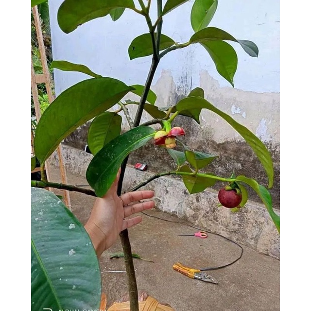 Pupuk Booster Organik Pelebat Buah Manggis Dan Perangsang Agar Cepat Berbuah