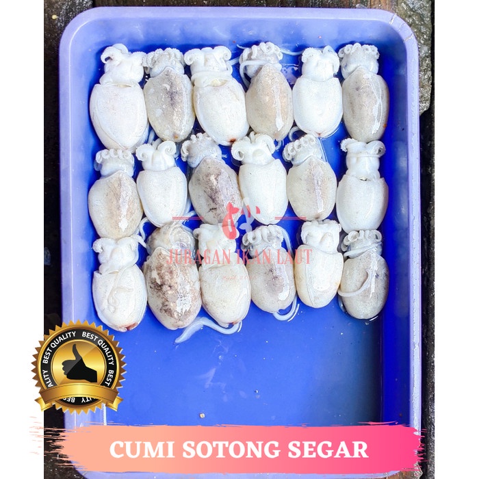 

Cumi Sotong Segar Fresh Berkualitas - 1 Kilogram