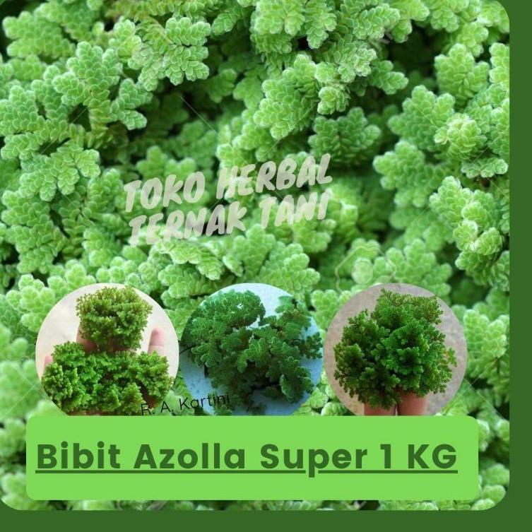 

[Terkece Se-RI] Bibit azolla pinnata benih azola microphyla pakan alternatif 1Kg