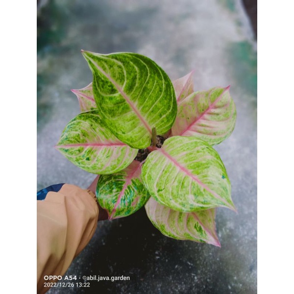 aglaonema susan