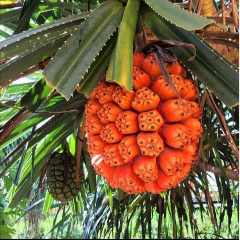 

BUAH PANDAN LAUT SEGAR - PANDAN DURI ORIGINAL