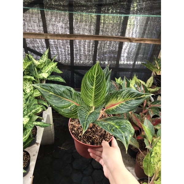 Aglaonema Queen Of Siam