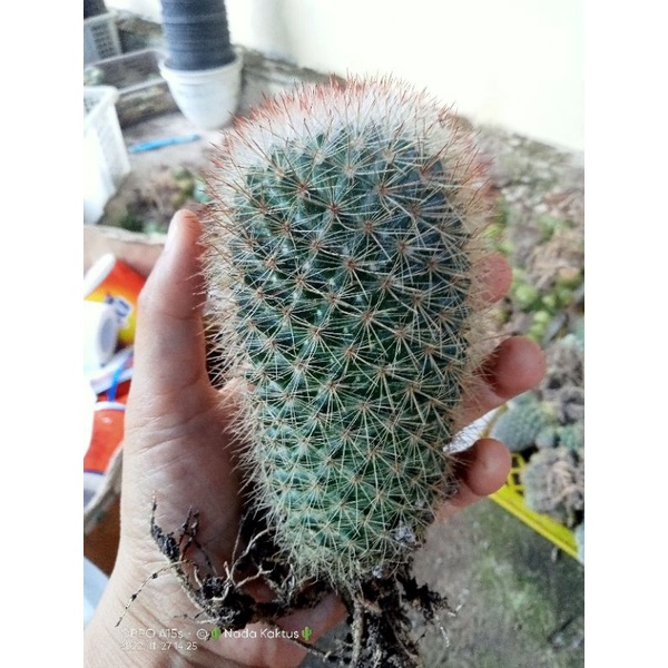 Kaktus Mammilaria import besar/kaktus ownroot/kaktus pasaman
