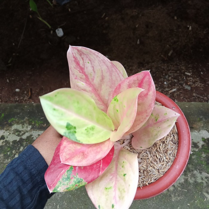 Aglonema Emerald Jumbo Rimbun,Mutasi