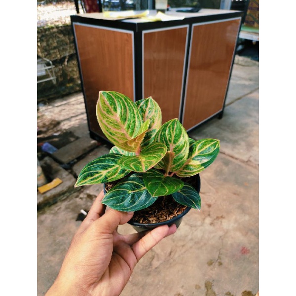 aglonema rinjani rumpun 2