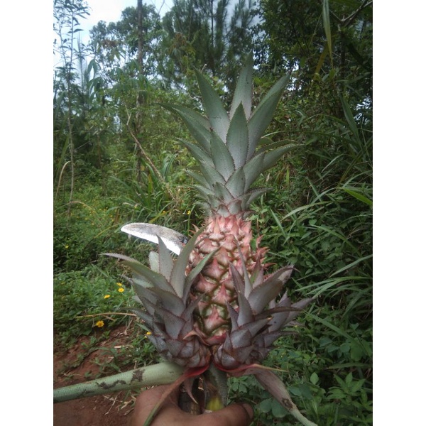 

NANAS MUDA JUMBO FRESH BARU DIPETIK harga /buah