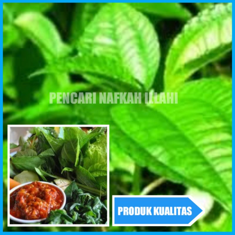 

Daun Pohpohan Lalapan 500gram