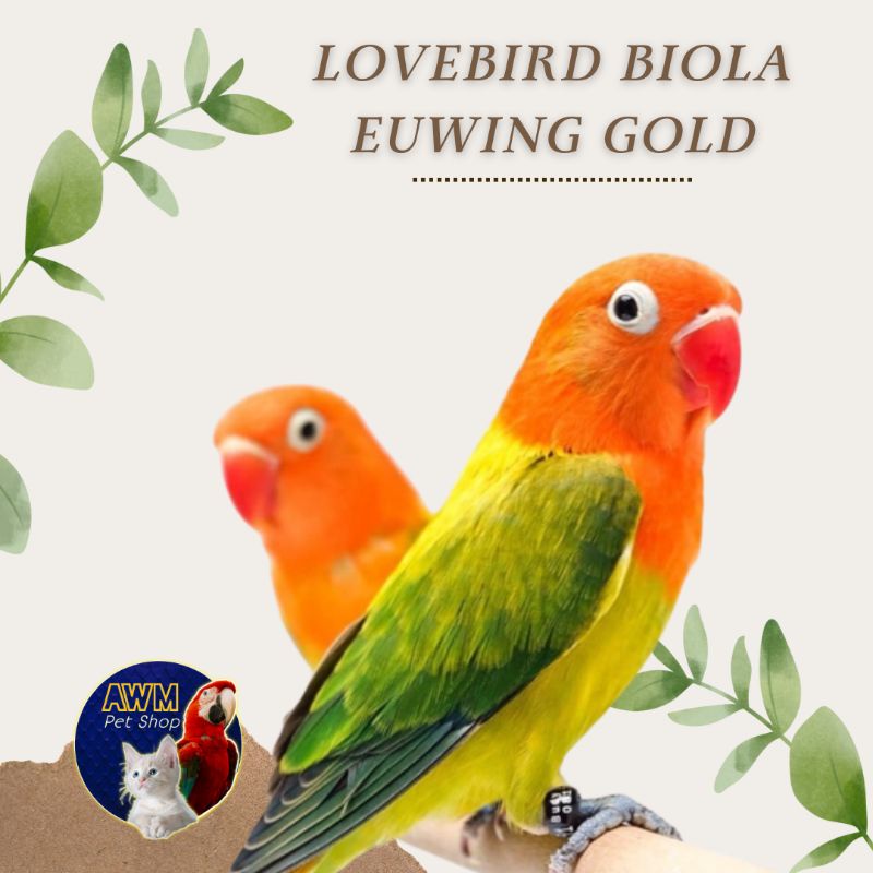 BURUNG LOVEBIRD BIOLA EUWING GOLD