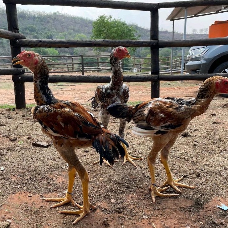 Telur Tetas Fertil INDIO GIGANTE ORIGINAL Line Import - Bergaransi