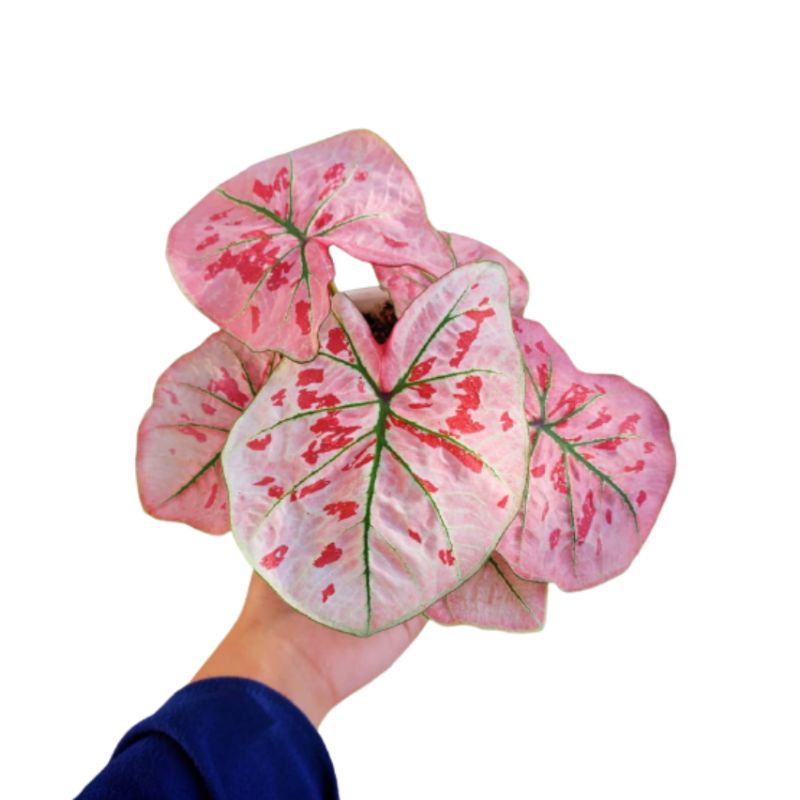 keladi red guava remaja caladium thailand series red guava remaja