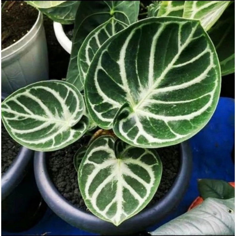 Tanaman Hias Anturium Dorayaki - Bunga - Kuping Gajah Dorayaki