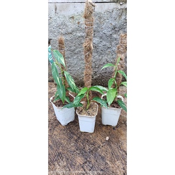 raphidopora megasperma varigata