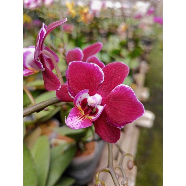 anggrek bulan grade B maroon mirip blackjack phalaenopsis hybrid bunga mini angbul spike merah tua