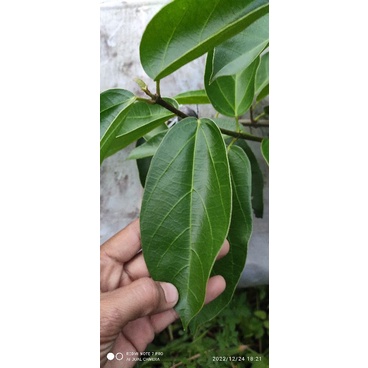 Stek Batang Cincau perdu