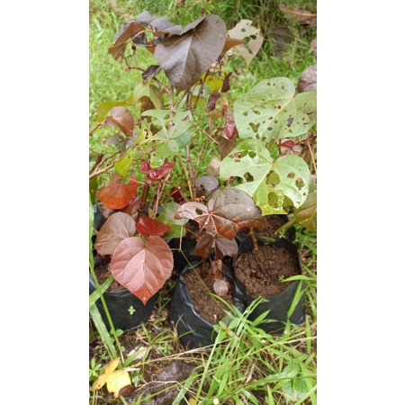 Bahan Bonsai Waru Merah / Waru Super Red / Waru Merah Super Red