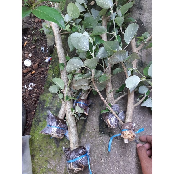 bahan bonsai waru jepang besar hasil cangkok/ bibit waru jepang hasil cangkok/waru jepang