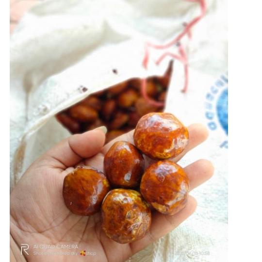 

BIG PROMO jengkol mentah tua segar 250gram ♯ 853