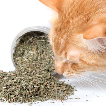 CAT MINT / CATNIP | Cemilan Kucing Menthol | Snack Kucing | Makanan Cat Kitten