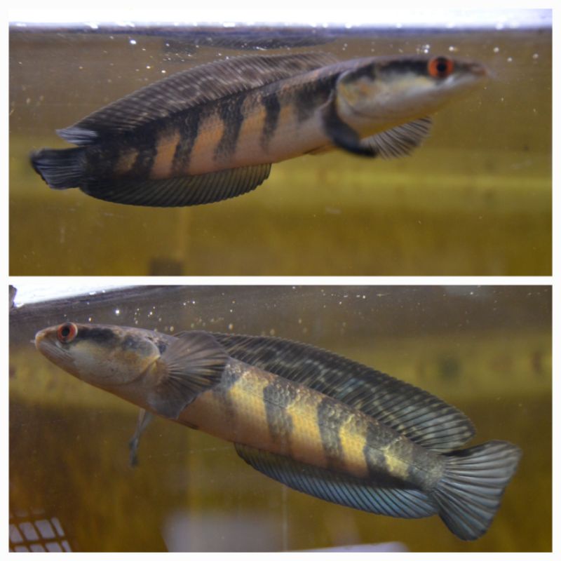 Red Barito 20cm full cabung